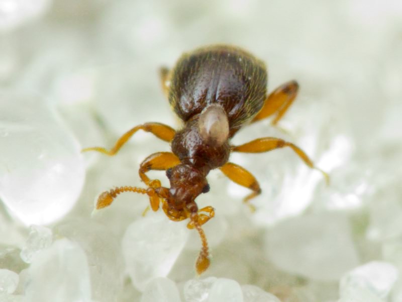 Bryaxis puncticollis (Denny, 1825)